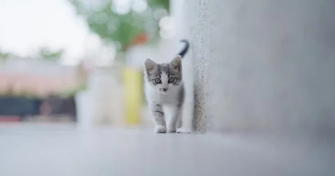 Curious kitten exploring outdoor surroundings with attentive eyes. Stock Footage 304668352