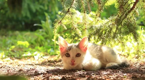 Curious kitten Stock Footage 7738763