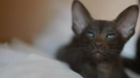 Curious kitten gets up to play Stock Footage 37262878