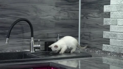 A curious kitten has climbed onto the kitchen table and is exploring the kitc Stock Footage 169232380