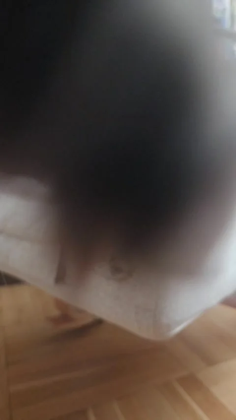 Curious Kitten Looking at Camera and Reaching with Paw Indoors Vertical Shot Stock Footage 340451275