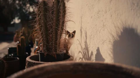 Curious kitten looking at camera beside cactus in warm sunlight Stock Footage 335241814