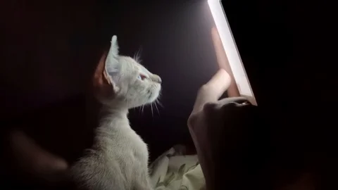 Curious kitten looking in the tablet and following the finger movements. Stock Footage 88444293