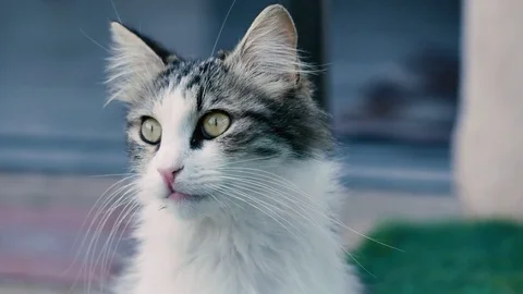 A curious kitten looks around. Stock Footage 74801496