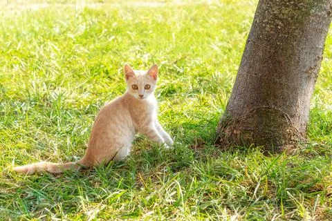 Curious kitten looks at camera sitting on lush green meadow Stock Photos
