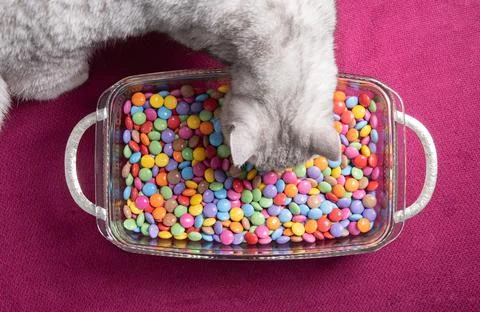 Curious kitten looks at multi-colored round candies, bright and colorful Stock Photos
