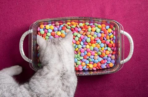Curious kitten looks at multi-colored round candies, bright and colorful Stock Photos