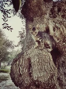 Curious Kitten on an Olive Tree Trunk Stock Photos