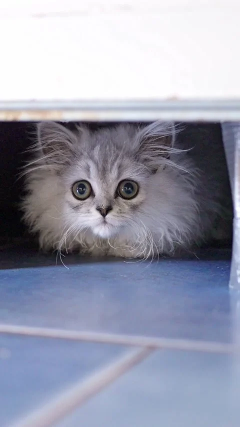 A Curious Kitten Peeking Out from Beneath the Door, Engaged in Fascinating Stock Footage 309053834