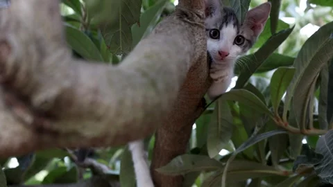 Curious Kitten Perched in Loquat Tree Stock Footage 342809346