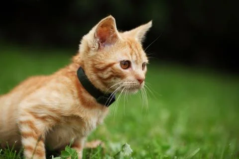 Curious kitten Stock Photos