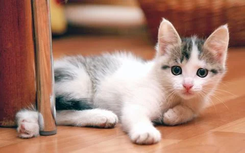 Curious kitten Stock Photos