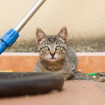 Curious kitten Stock Photos
