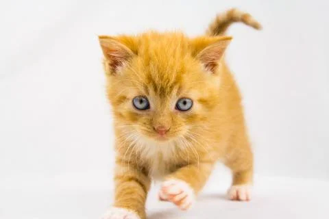 Curious kitten Stock Photos