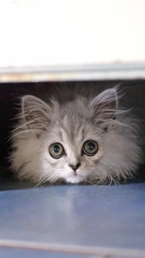 A Curious Kitten Playfully Peeking Out from Under the Door, Eager for Stock Footage 308230712