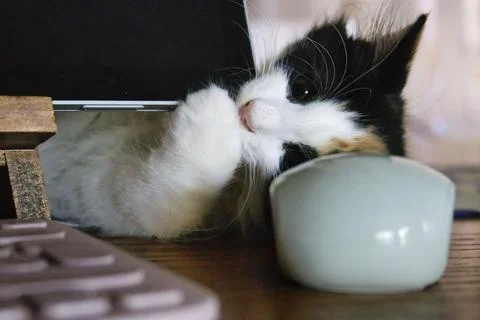 Curious Kitten Playing with Computer on Desk Stock Photos