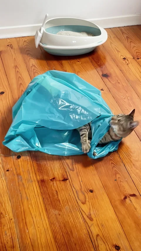Curious Kitten Playing inside Blue Plastic Bag on Wooden Floor Near Litter Box Stock Footage 340879996