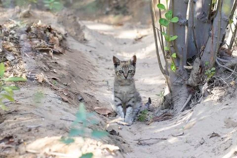 Curious Kitten on a Sandy Path Stock Photos