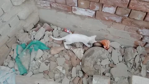 Curious Kitten Searching for Something Stock Footage 346737880