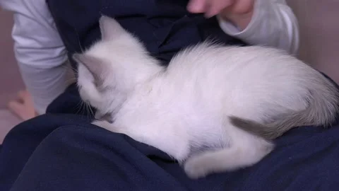 A curious Kitten of Siamese or Thai breed lies on the lap of a girl, a child  Video stock 176872348