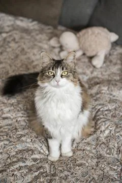Curious Kitten Sitting on Bed Stock Photos