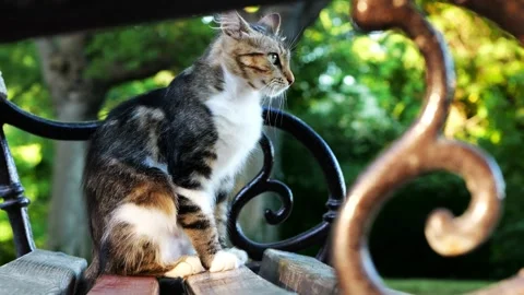 Curious kitten sitting on park bench looking around, side shot through armrests Stock Footage 318539403