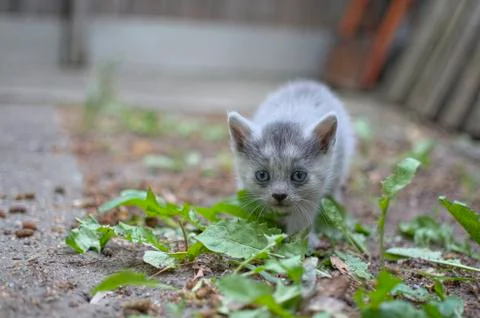 Curious kitten sneaking Stock Photos