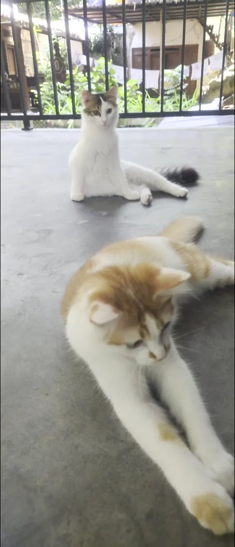 A curious kitten stretches toward a dried leaf and a playful moment captured. Video stock 320150641