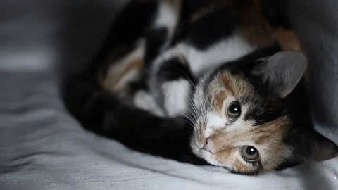 Curious kitten under a table chair Stock Footage 88805169
