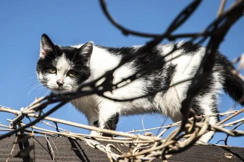 Curious Kitten on Vine Trellis Stock Photos