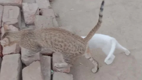 Curious Kitten Walking Around Its Mother Stock Footage 346503715