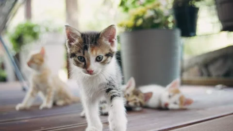A curious kitten is walking towards the camera Stock Footage 281834803