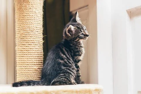 Curious kitten watching something with tilted head Stock Photos