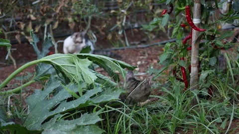 Curious Kittens Exploring Chili Pepper Plants in Vegetable Garden Stock-Footage 342809281