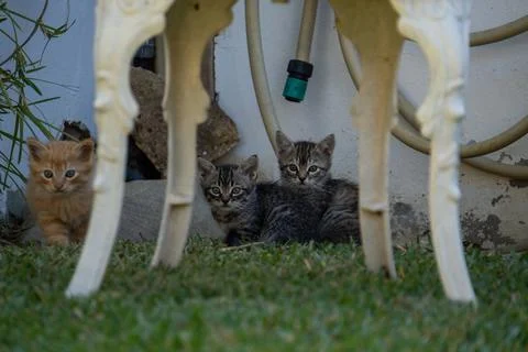 Curious Kittens Hiding Under a Table in the Garden. Stock Photos