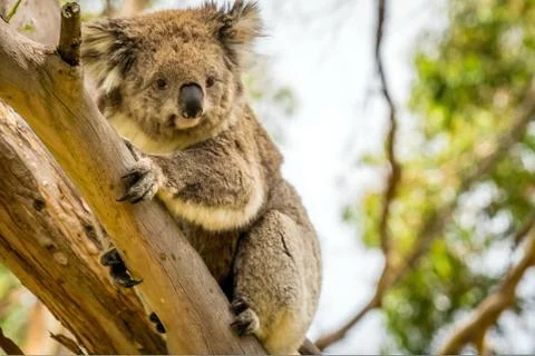 Curious koala looking around in a tree 스톡 사진