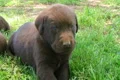 Curious Labrador Retriever Puppy Footage