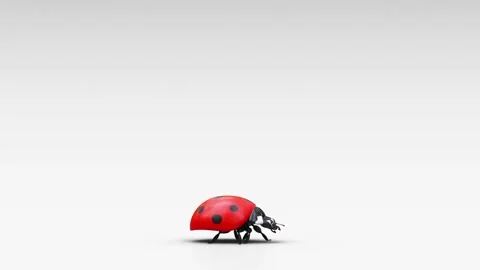 Curious ladybug Stock Footage 144106259