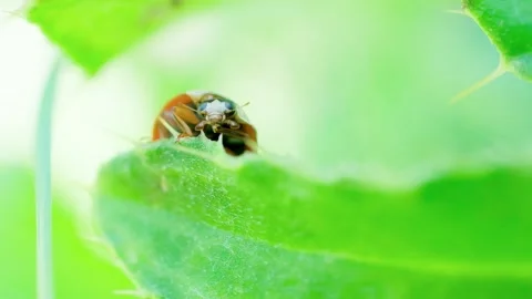 Curious Ladybug Peeking Over Green Leaf Macro Video 動画素材 339022535