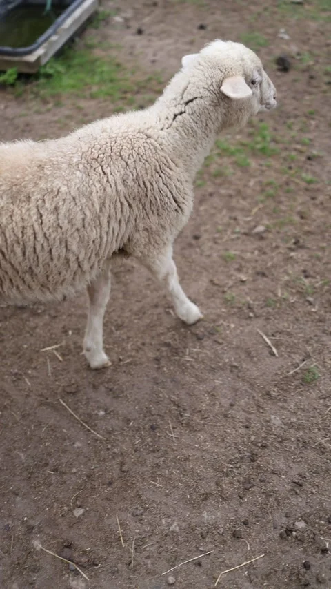 Curious lamb explores a quiet countryside farm Stock Footage 340135210