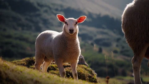 Curious lamb standing on a green mountain pasture in a beautiful backlight .. Stock Footage 346711973