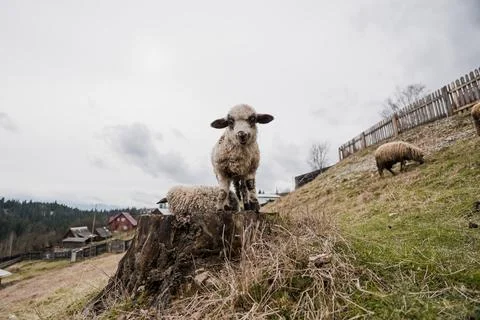 A Curious Lamb Standing on a Tree Stump in a Pastoral Landscape Stock Photos