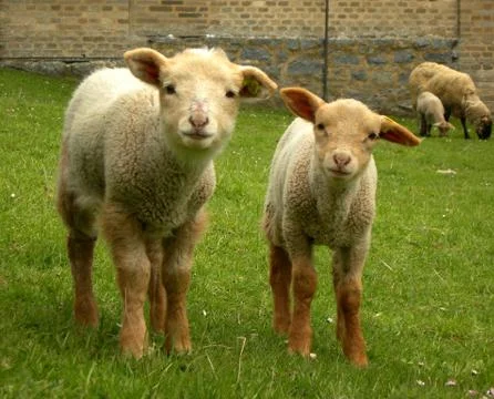 Curious lambs Stock Photos