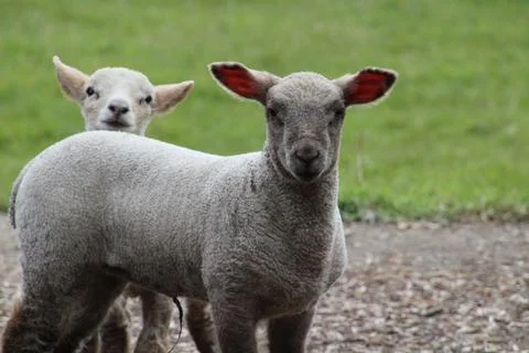 Curious lambs Stock Photos