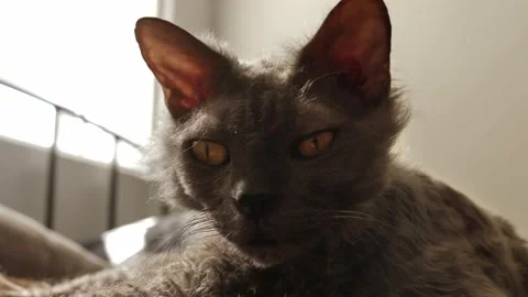 Curious LaPerm cat sunning herself on bed 4K Video stock 235087094