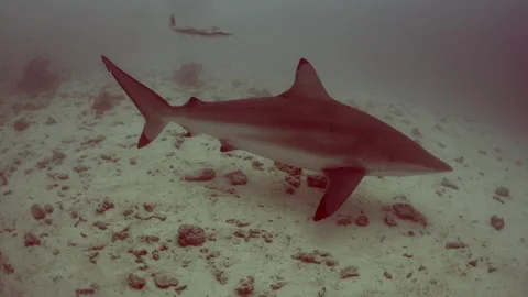 CURIOUS LEMON SHARK Stock Footage 308830527