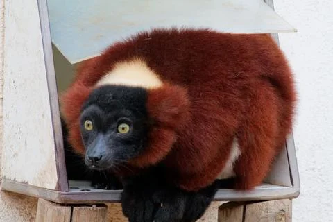 Curious Lemur in a Box Stock Photos
