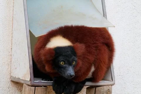 Curious Lemur in a Box Stock Photos