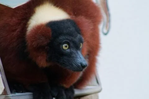 Curious Lemur Close-Up Stock Photos