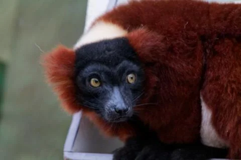 Curious Lemur Close-Up Stock Photos